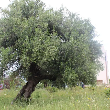 Locazione Turistica Flower House