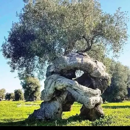 Affittacamere Locazione Turistica Flower House Fasano